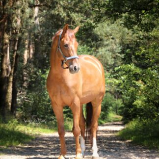 Book; Compassionate Training for Today's Sport Horse