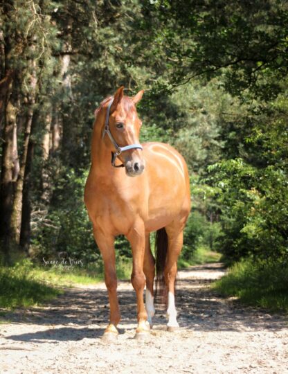 Book; Compassionate Training for Today's Sport Horse