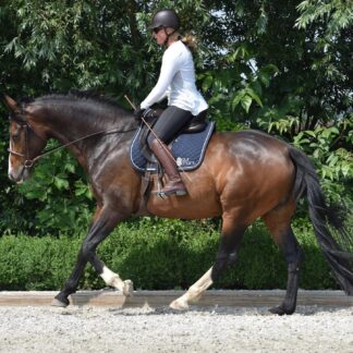 Boek Je paard succesvol trainen