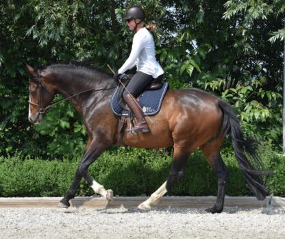 Boek Je paard succesvol trainen